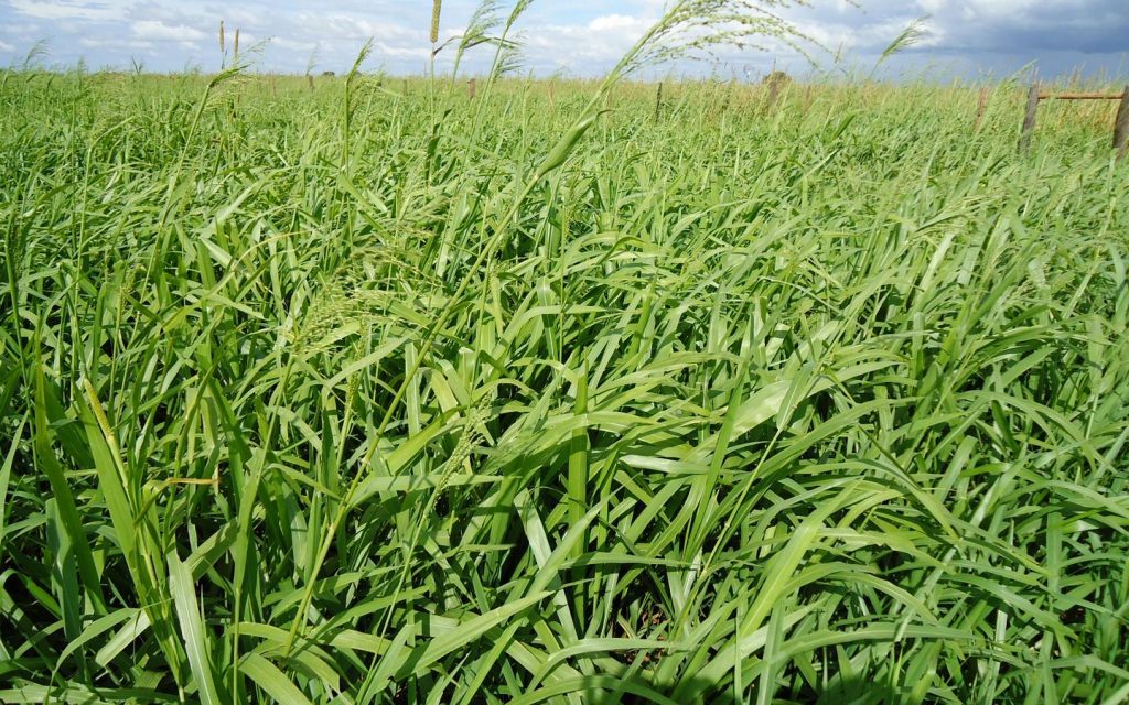 BRACHIARIA ZURI – Sementes Alvorada